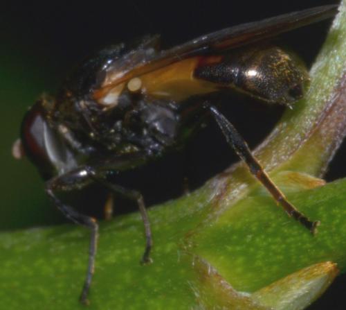 Réf. 230 788 : Myolepta sp.